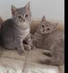 BKH Kitten entwurmt und geimpft dürfen ausziehen.