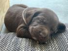 Labrador Welpe schokobraun