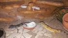 Terrarium mit 3 Leopardgeckos weibl. 0. 1