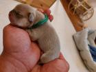 Welpen Französische Bulldoggen