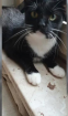 Entzückende Katzen suchen liebevolles Zuhause